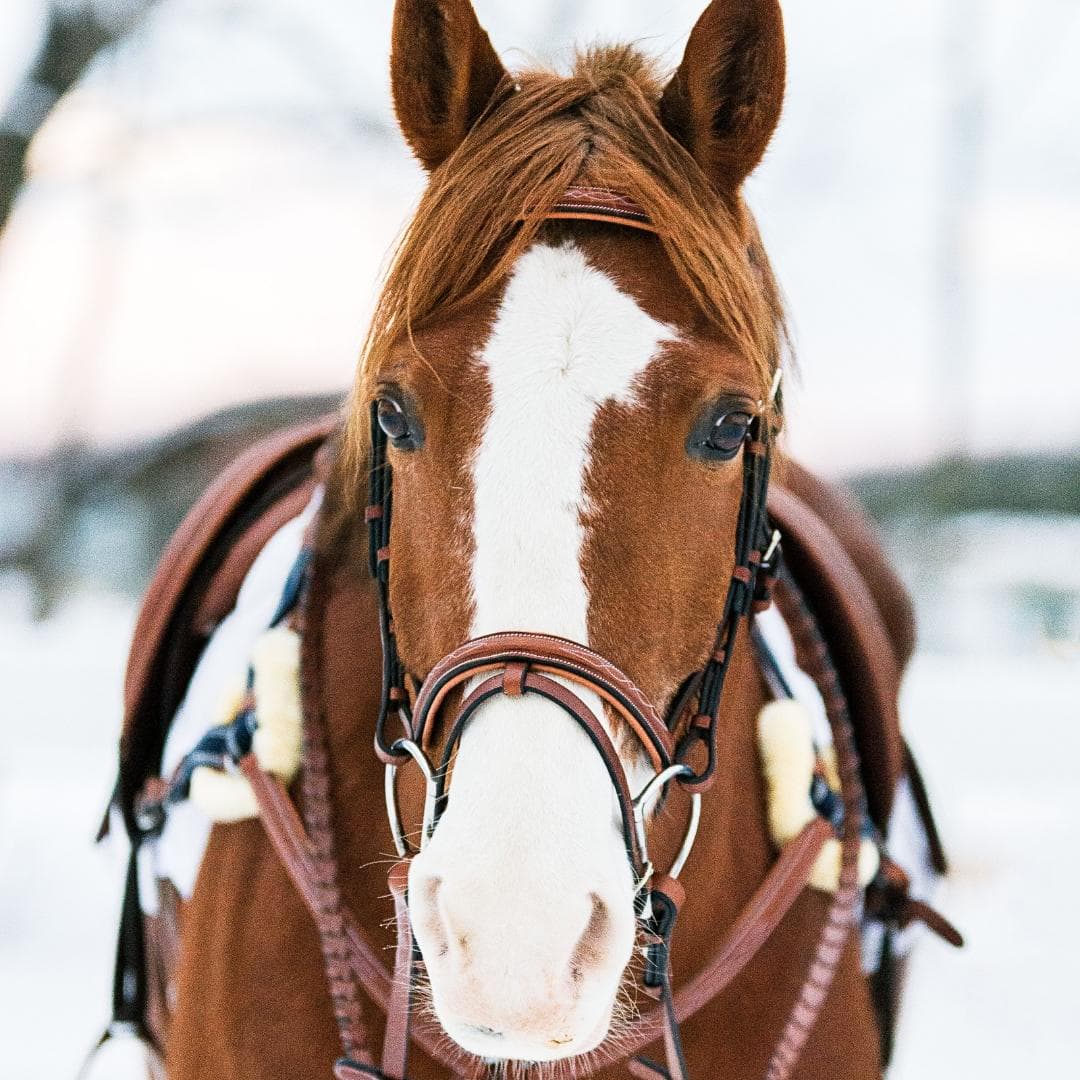 Image of ExionPro Twin Designer Fancy Stitched English Snaffle Bridle with Reins
