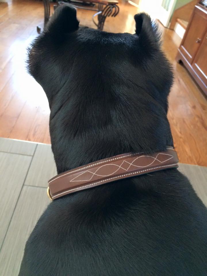 Image of ExionPro Fancy Stitched Padded Leather Dog Collar - Oak Brown Padding