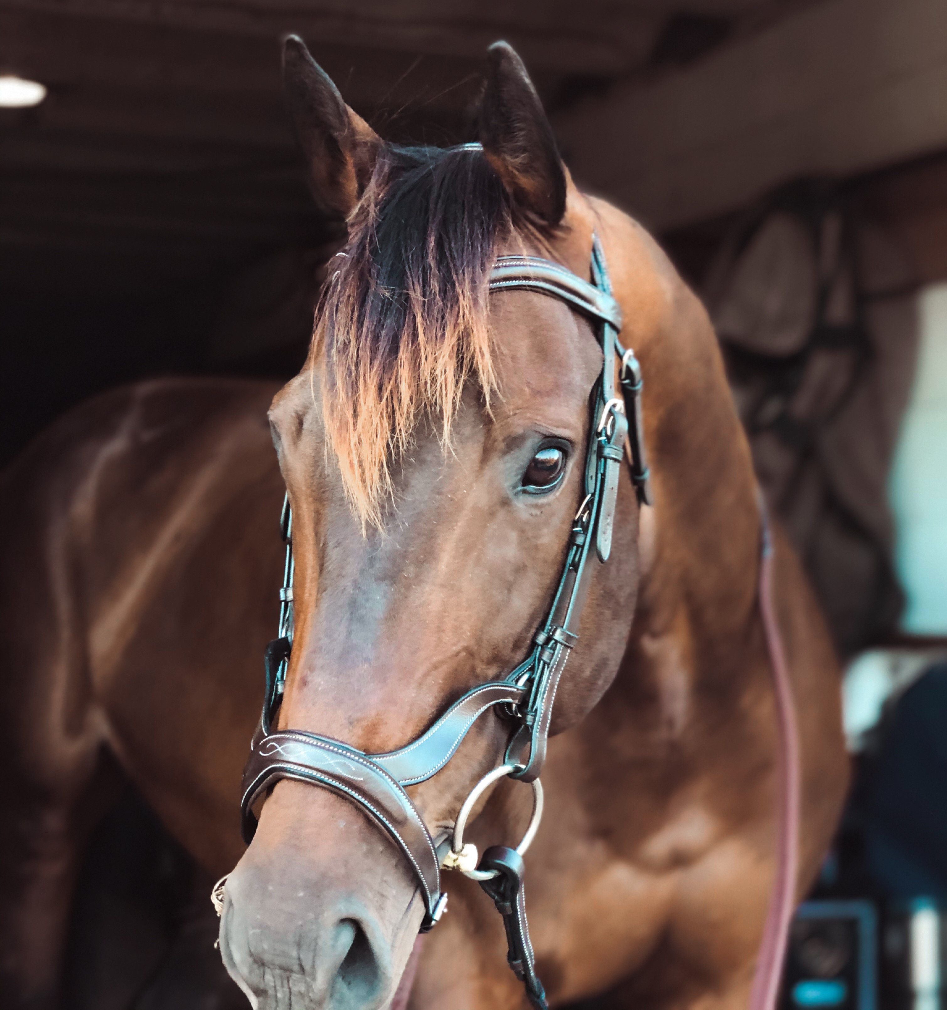 Image of ExionPro Anatomical Drop Noseband Bridle with Reins
