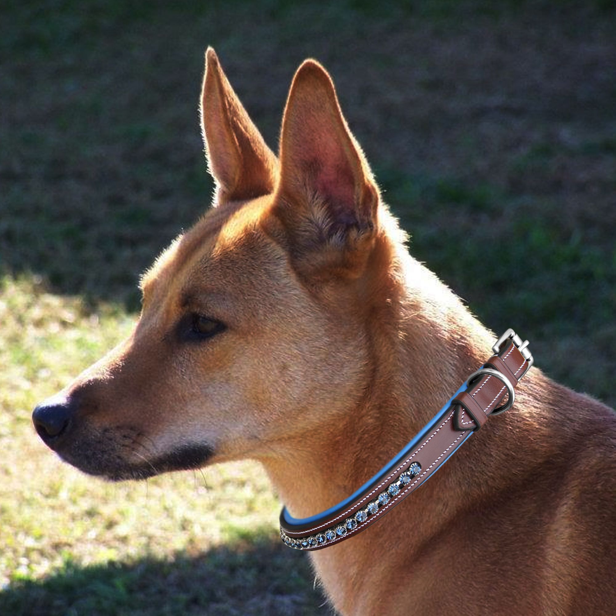 Image of ExionPro Dark Blue Bling Dog Collar