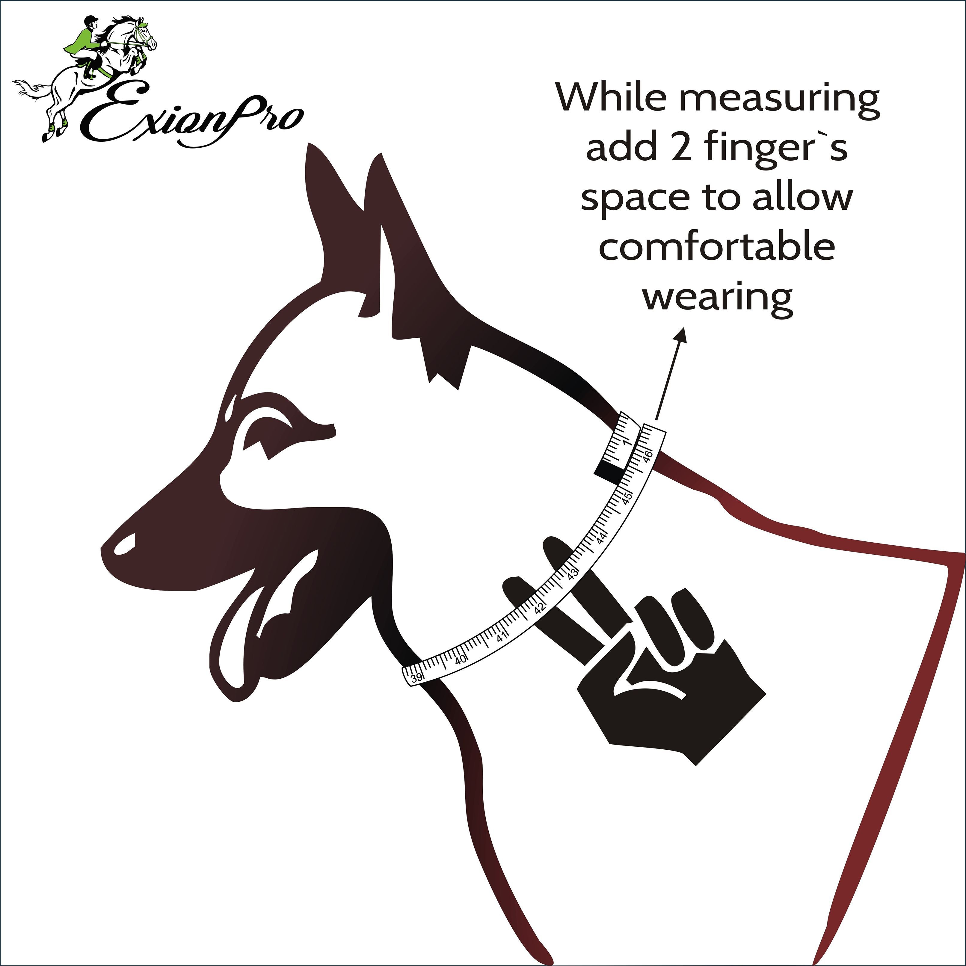 ExionPro Silver Clincher Padded Leather Dog Collar - Brown Padding